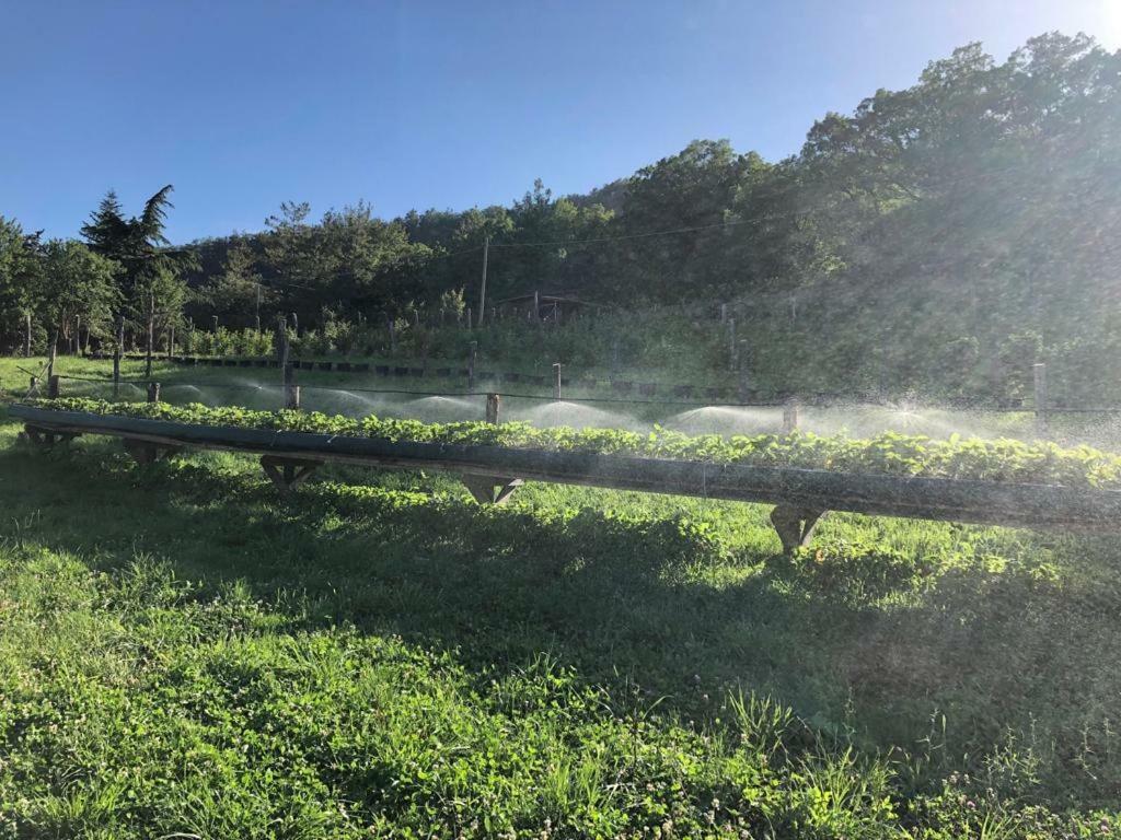 Tenuta Ca Di Bertucci Solignano Exteriör bild